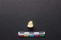 藏品(豬骨)的圖片