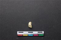 藏品(豬骨)的圖片