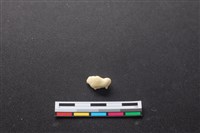 藏品(豬骨)的圖片