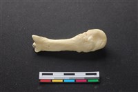 藏品(豬骨)的圖片