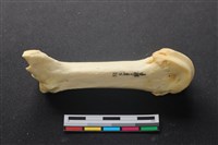 藏品(豬骨)的圖片