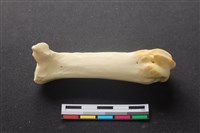 藏品(豬骨)的圖片