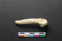 藏品(豬骨)的圖片