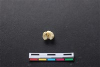 藏品(豬骨)的圖片