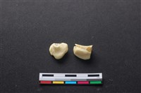 藏品(豬骨)的圖片