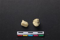 藏品(豬骨)的圖片