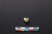 藏品(豬骨)的圖片