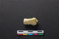 藏品(豬骨)的圖片