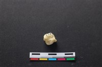 藏品(豬骨)的圖片