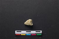 藏品(豬骨)的圖片