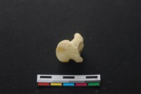 藏品(豬骨)的圖片