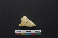 藏品(豬骨)的圖片