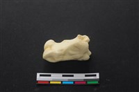 藏品(豬骨)的圖片