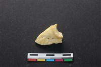 藏品(豬骨)的圖片