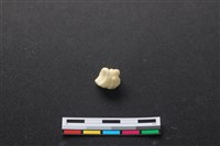 藏品(豬骨)的圖片