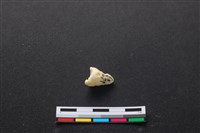 藏品(豬骨)的圖片