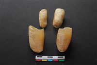 藏品(豬骨)的圖片