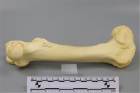 藏品(豬骨)的圖片