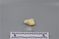 藏品(豬骨)的圖片