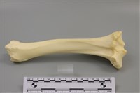 藏品(豬骨)的圖片