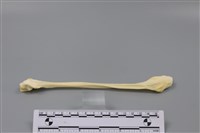 藏品(豬骨)的圖片