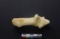 藏品(豬骨)的圖片