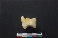 藏品(豬骨)的圖片