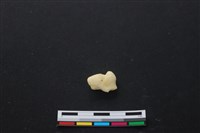 藏品(豬骨)的圖片