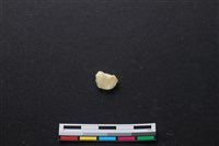 藏品(豬骨)的圖片