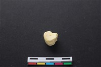 藏品(豬骨)的圖片