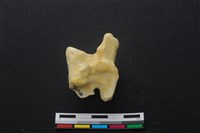 藏品(豬骨)的圖片