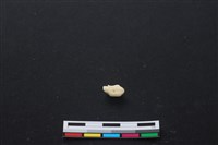 藏品(豬骨)的圖片