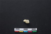 藏品(豬骨)的圖片