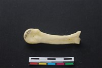 藏品(豬骨)的圖片