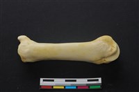 藏品(豬骨)的圖片