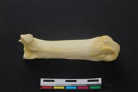 藏品(豬骨)的圖片