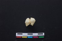 藏品(豬骨)的圖片