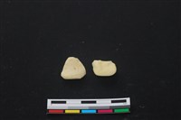 藏品(豬骨)的圖片