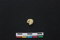 藏品(豬骨)的圖片