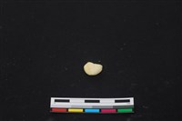 藏品(豬骨)的圖片