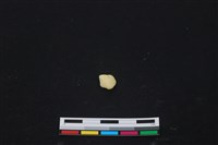 藏品(豬骨)的圖片