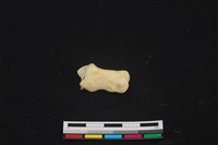 藏品(豬骨)的圖片