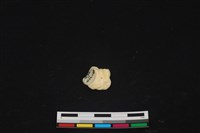 藏品(豬骨)的圖片