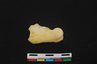 藏品(豬骨)的圖片