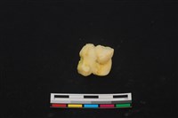 藏品(豬骨)的圖片