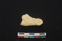 藏品(豬骨)的圖片