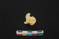 藏品(豬骨)的圖片