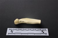 藏品(豬骨)的圖片