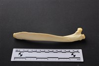 藏品(豬骨)的圖片