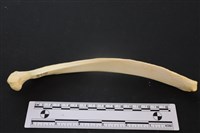 藏品(豬骨)的圖片